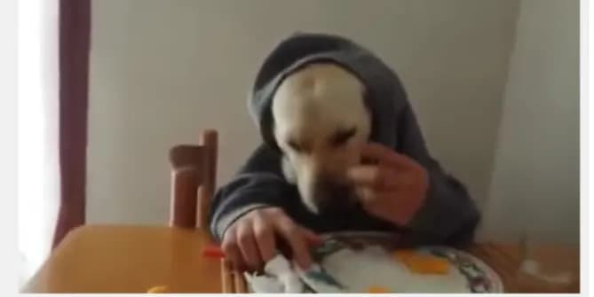 dog eating like human